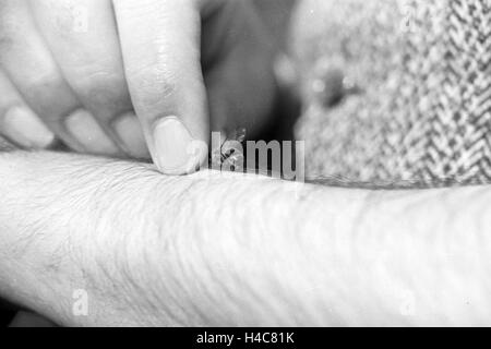 Gewinnung von Bienengift Pharmafirma bei der Mack à Illertissen, Deutschland 1930 er Jahre. L'extraction de venin d'abeille à Mack pharmceutical company à Illertissen, Allemagne 1930 Banque D'Images