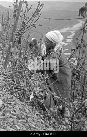 Eine junge Frau bei der Wein 20 à Serrig, Deutschland 1930 er Jahre. Jeune femme vintaging à Serrig, Allemagne 1930 Banque D'Images