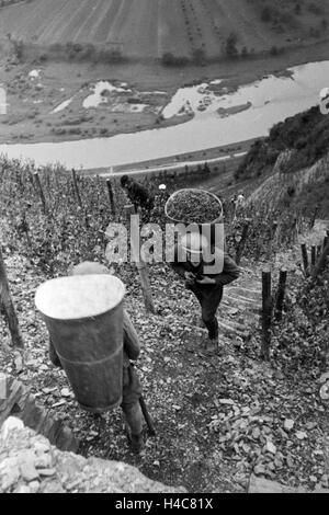 Bei der Wein 20 à Serrig, Deutschland 1930 er Jahre. Vintaging à Serrig, Allemagne 1930 Banque D'Images