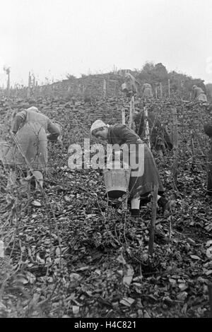 Winzer bei der Wein 20 à Serrig, Deutschland 1930 er Jahre. Les viticulteurs vintaging à Serrig, Allemagne 1930 Banque D'Images