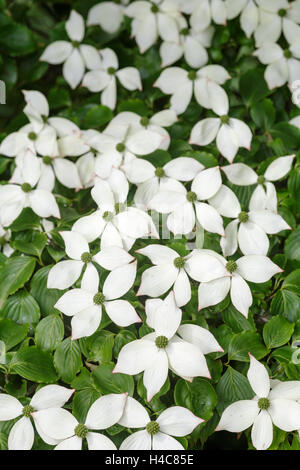 Cornus kousa 'China Girl' Banque D'Images