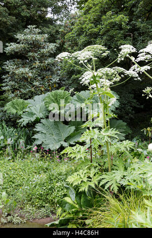 La berce du Caucase (Heracleum mantegazzianum, roue-fleur, la berce laineuse, hogsbane géant géant ou cow parsley) Banque D'Images