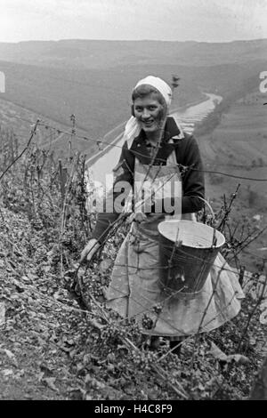 Eine junge Frau bei der Wein 20 à Serrig, Deutschland 1930 er Jahre. Jeune femme vintaging à Serrig, Allemagne 1930 Banque D'Images