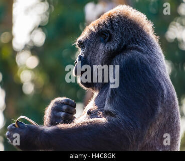 Gorille des plaines de l'Ouest femmes capturées dans la lumière du soleil, Londres, Royaume-Uni. Banque D'Images