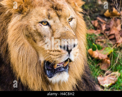 Mâle majestueux Lion asiatique capturés en position couchée à Londres, au Royaume-Uni. Banque D'Images