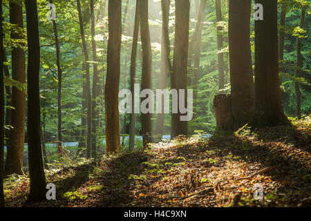 Matin d'automne dans la forêt, Gdynia, Pologne. Banque D'Images