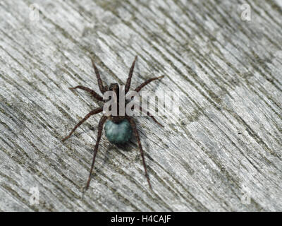 Wolf spider (Pardosa sp.) cocon. Sac en soie bleu contenant des œufs attachés à spinarets d'araignée femelle de la famille des Lycosidae Banque D'Images