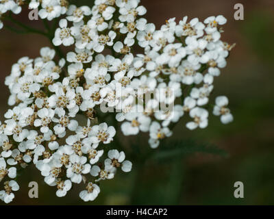 Feuilles de céleri livèche, livèche Alpin (le Ligusticum mutellina), inflorescence Banque D'Images