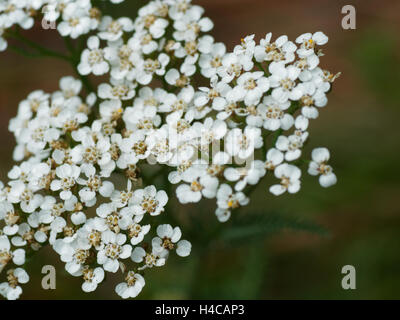 Feuilles de céleri livèche, livèche Alpin (le Ligusticum mutellina), inflorescence Banque D'Images