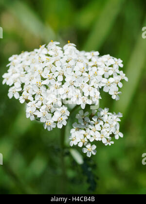 Feuilles de céleri livèche, livèche Alpin (le Ligusticum mutellina), inflorescence Banque D'Images