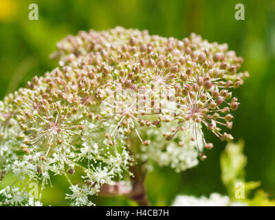 Spignel Meum athamanticum, en fleurs, Alps, France Banque D'Images