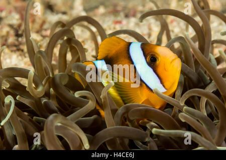 Photo sous-marine de Clark's Poisson de l'Anémone Anémone dans Banque D'Images