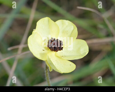 Renoncule - Ranunculus asiaticus Turban forme Crème fleur Banque D'Images