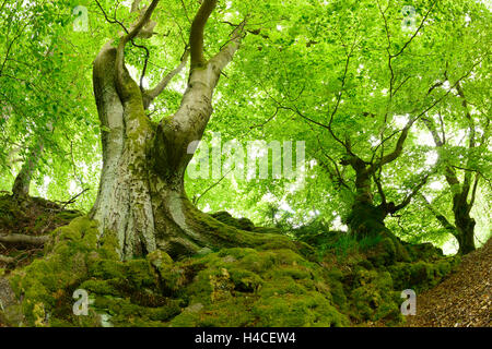 Vieux hêtres adnées sur rocher couvert de mousse, parc national Förster, Hesse, Allemagne Banque D'Images