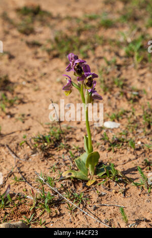 L'orchidée mouche, Ophrys tenthredinifera, Algarve, Portugal Banque D'Images