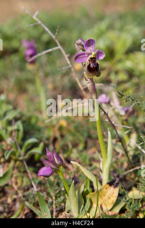 L'orchidée mouche, Ophrys tenthredinifera, Algarve, Portugal Banque D'Images