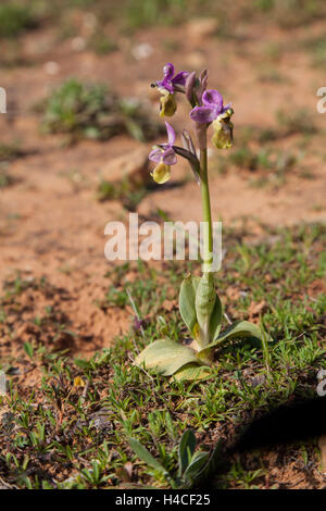 L'orchidée mouche, Ophrys tenthredinifera, Algarve, Portugal Banque D'Images