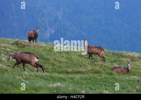 Chamois (Rupicapra rupicapra), à du Schafberg, Salzkammergut, Autriche, Europe, Banque D'Images