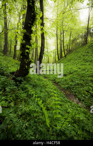 Allemagne, Bavière, printemps, Augsburg, Western Woods Nature Park, le bois, les hêtres, les forêts de hêtres, vert, chemin, ruisseau, forêt vierge, forêt de feuillus, troncs, feuilles, frais, du brouillard, de l'humeur, de la lumière, Banque D'Images