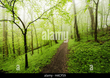 Allemagne, Bavière, printemps, Augsburg, Western Woods Nature Park, le bois, les hêtres, les forêts de hêtres, vert, voie, chemin, troncs, feuilles, frais, du brouillard, de l'humeur, de la lumière, panorama, paysage, Banque D'Images