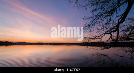 Allemagne, Bavière, Fünfseenland, lac Wörthsee, matin, l'humeur, d'espoir, silhouette, arbre, printemps, vagues, magique, paysage, couleur, horizon, panorama Banque D'Images