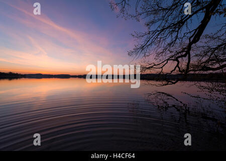 Allemagne, Bavière, Fünfseenland, lac Wörthsee, matin, l'humeur, d'espoir, silhouette, arbre, printemps, vagues, magique, paysage, couleur, horizon, panorama Banque D'Images