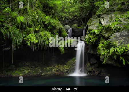 La Guadeloupe, la France, les Caraïbes, jungle, forêt, cascade, piscine, turquoise, vert, feuilles, tropical, la végétation, l'eau, les racines, mystique, féerique, paradise, paysages, Banque D'Images