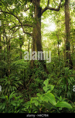 La Guadeloupe, la France, les Caraïbes, les forêts tropicales, jungle, arbre, feuilles, la végétation, luxuriante, verte, Banque D'Images