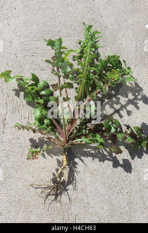 Lactuca serriola ou également connu sous le nom de laitue scariole Banque D'Images