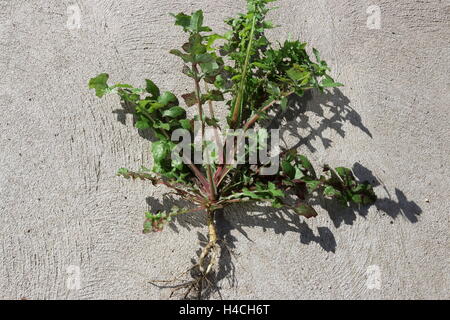 Lactuca serriola ou également connu sous le nom de laitue scariole Banque D'Images