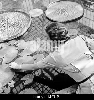 Eine Frau mit einem Gewächshaus Seerosen à Stuttgart, Deutschland 1930er Jahre. Une femme à une serre en regardant les nénuphars à Stuttgart, Allemagne 1930. Banque D'Images