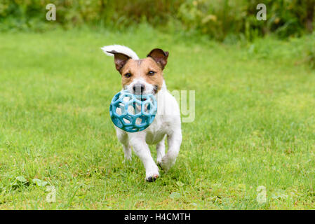 Chien heureux tournant avec ball at camera Banque D'Images