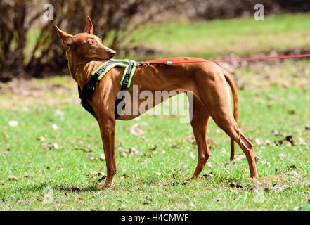 Le pharaon hound dog walking en laisse et faisceau à sunny day Banque D'Images