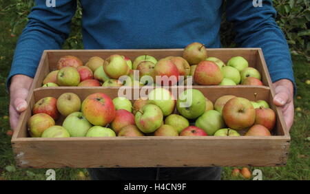 Anglais fraîchement récolté des pommes dans une caisse en bois portés à travers un verger anglais par un beau jour d'automne (octobre) Banque D'Images