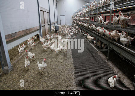 L'intérieur du poulet de ferme d'œufs biologiques Banque D'Images