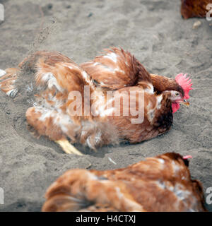 Faire revenir le poulet à l'extérieur élevage de volailles dans les Pays-Bas près d'Utrecht prend un bain de sable Banque D'Images