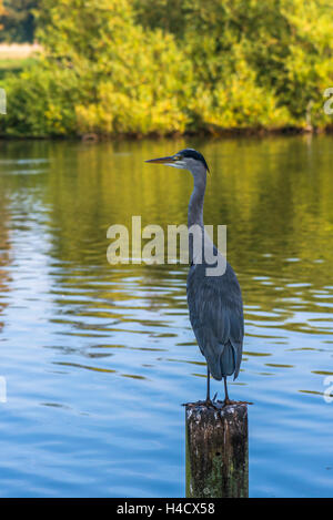 Un héron cendré debout sur un poste en bois sur le lac de Hyde park - libre avec selective focus Banque D'Images