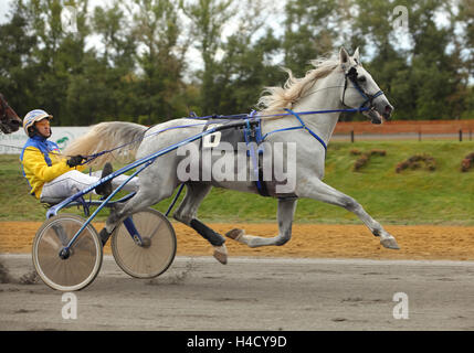 La course sous harnais. Course de chevaux en mouvement Banque D'Images