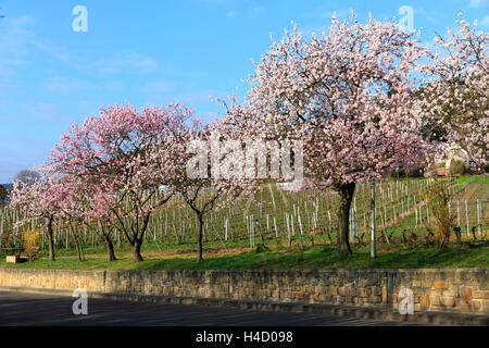 Les amandiers en fleurs, Prunus dulcis, s'épanouit, Rhinland Palatinat, Gimmeldingen, Allemagne, printemps, s'épanouit, 'üdliche Weinstrasse' Banque D'Images