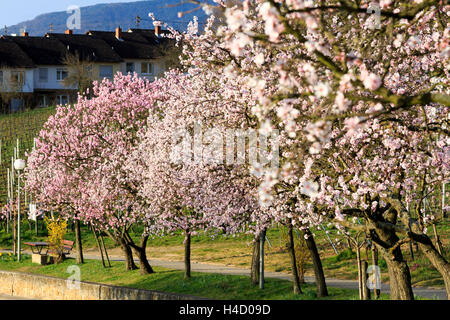 Les amandiers en fleurs, Prunus dulcis, s'épanouit, Rhinland Palatinat, Gimmeldingen, Allemagne, printemps, s'épanouit, 'üdliche Weinstrasse' Banque D'Images