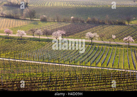 Les amandiers en fleurs, Prunus dulcis, s'épanouit, Rhinland Palatinat, Gimmeldingen, Allemagne, printemps, s'épanouit, 'üdliche Weinstrasse' Banque D'Images