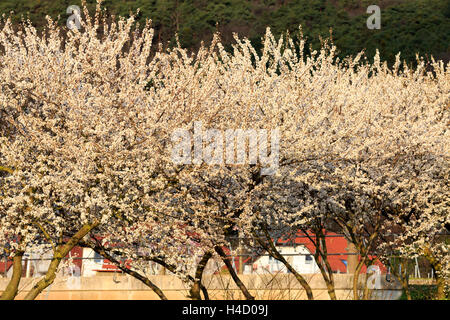 Les amandiers en fleurs, Prunus dulcis, s'épanouit, Rhinland Palatinat, Gimmeldingen, Allemagne, printemps, s'épanouit, 'üdliche Weinstrasse' Banque D'Images