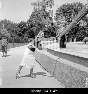 Eine junge Frau une Erdnuß füttert einen Elefanten die im Zoo, Deutschland 1930 er Jahre. Une jeune femme à l'alimentation des jardins zoologiques des cacahuètes pour un éléphant, Allemagne 1930. Banque D'Images