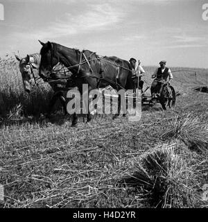 Getreideernte im Altmühltal, Deutschland 1930 er Jahre. Récolte céréalière d'Altmuehltal valley, Allemagne 1930. Banque D'Images