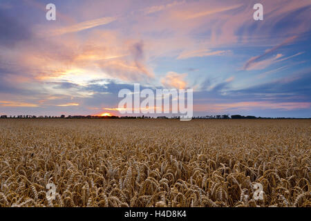 L'été, terrain, grain, Sundown, Saxon, Leipzig, Germany, Europe Banque D'Images