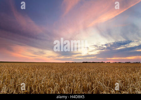 L'été, terrain, grain, Sundown, Saxon, Leipzig, Germany, Europe Banque D'Images