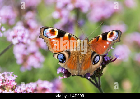 Butterfly, butterfly peacock sur blossom Banque D'Images