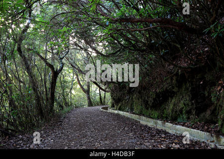 Sentier dans le bois de laurier, le long de levadas de Madère, Wasserleitung Banque D'Images