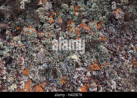 Madère, dans la plage de Ponta de Sao Lourenço, décor à l'extrémité orientale de l'île, rock avec les lichens et mousses Banque D'Images