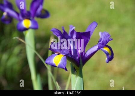 Fleurs violettes, Iris Banque D'Images